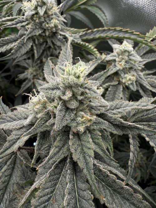 Mixed Everything. Week 13