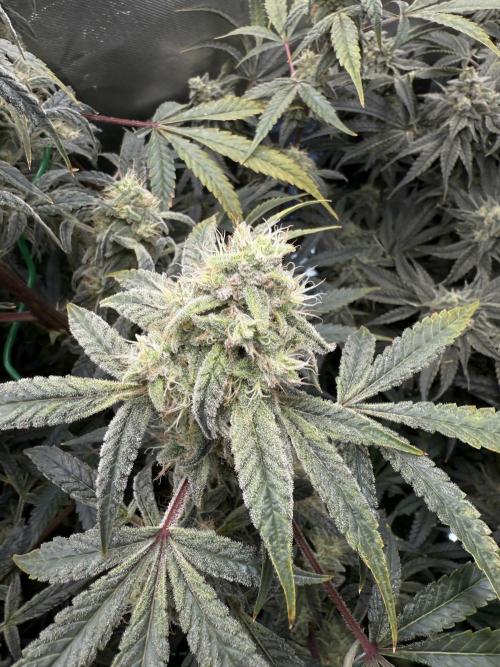 Mixed Everything. Week 13