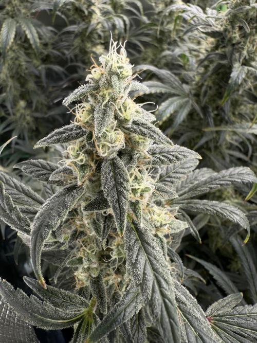 Mixed Everything. Week 13