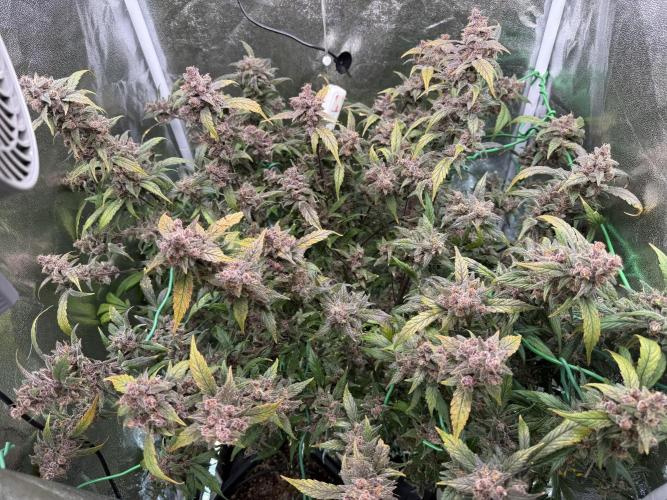 Mixed Everything. Week 13