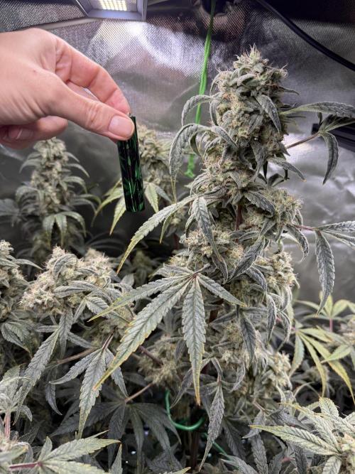 Mixed Everything. Week 13