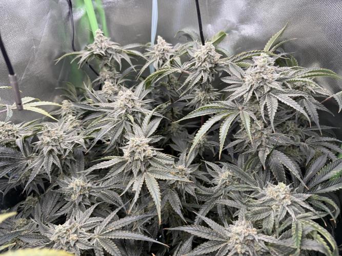 Mixed Everything. Week 13