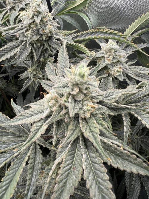 Mixed Everything. Week 13