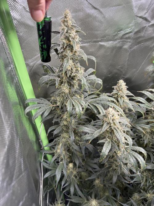 Mixed Everything. Week 13