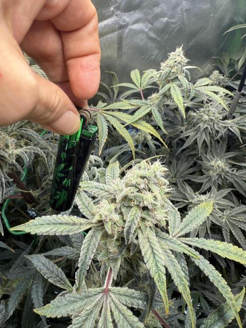 Mixed Everything. Week 13