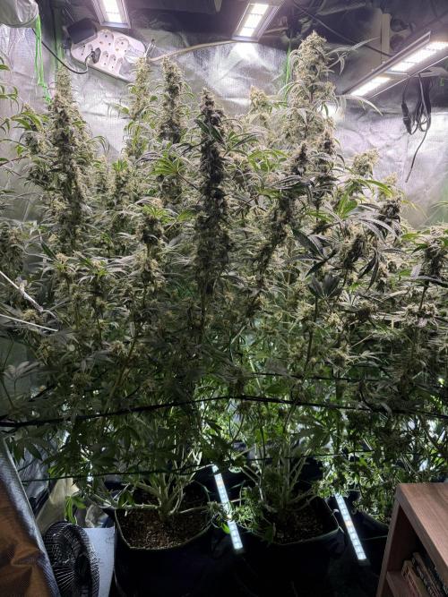 Mixed Everything. Week 14