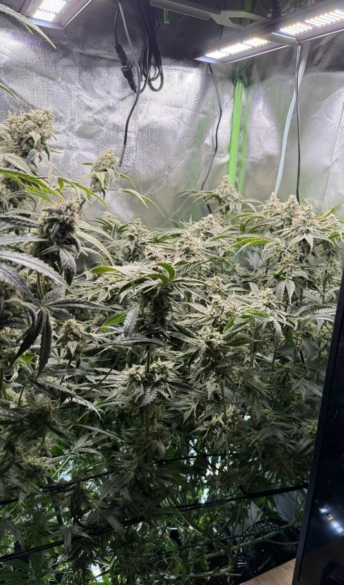 Mixed Everything. Week 14