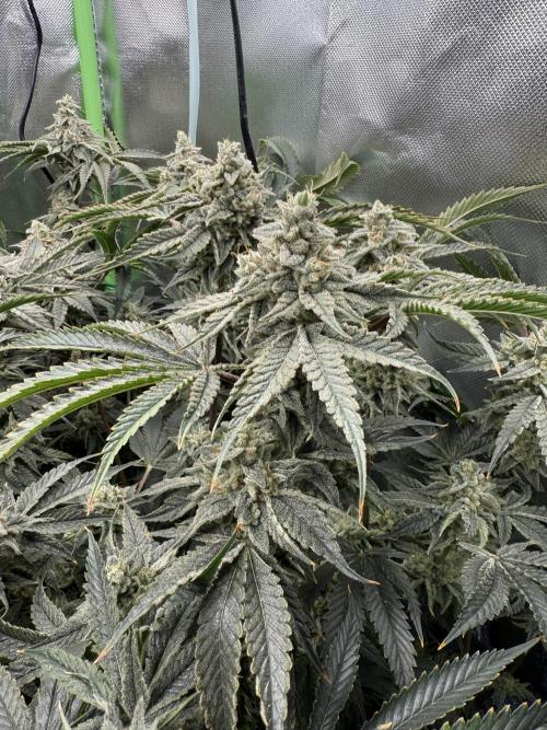 Mixed Everything. Week 14