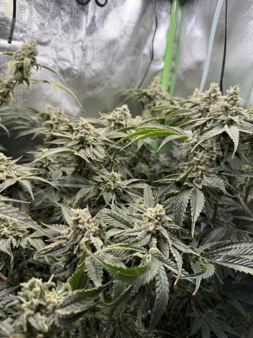 Mixed Everything. Week 14