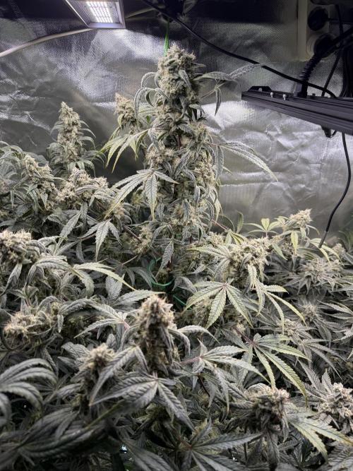 Mixed Everything. Week 14