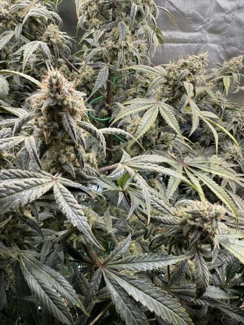 Mixed Everything. Week 14