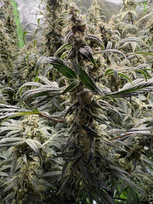 Mixed Everything. Week 14