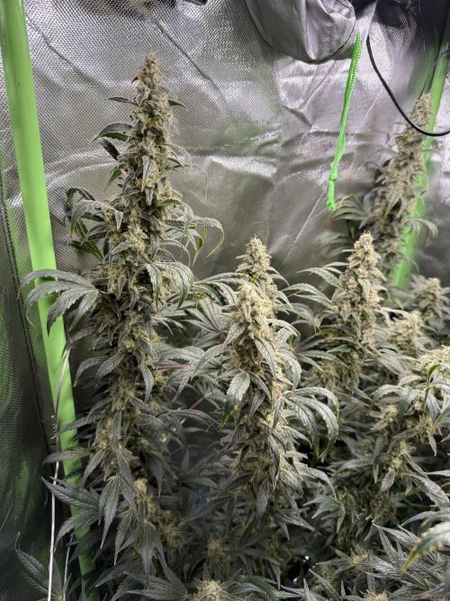 Mixed Everything. Week 14