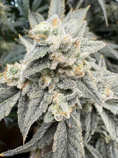 Mixed Everything. Week 14