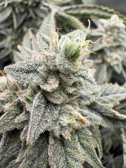 Mixed Everything. Week 14