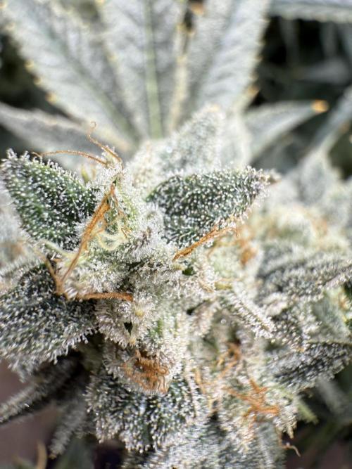 Mixed Everything. Week 14