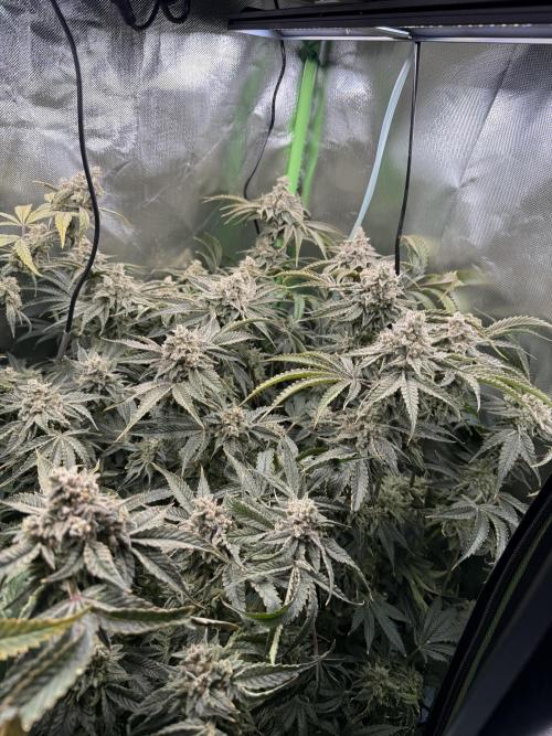 Mixed Everything. Week 15