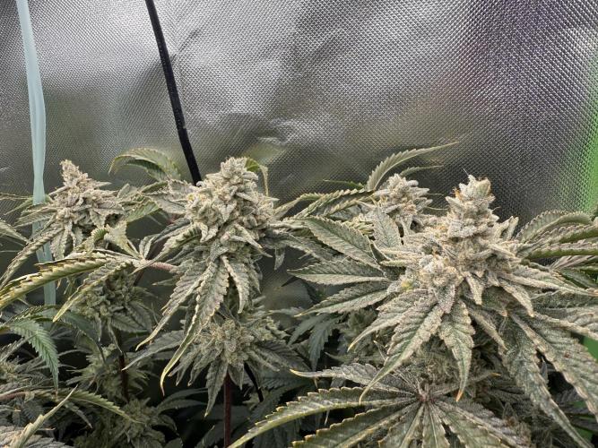 Mixed Everything. Week 15