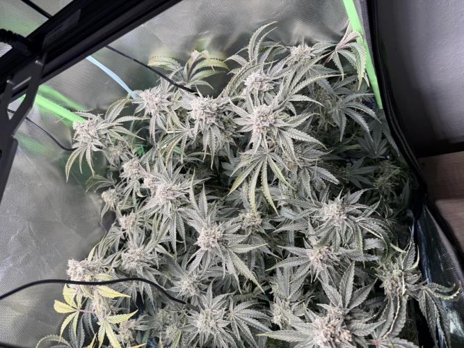 Mixed Everything. Week 15