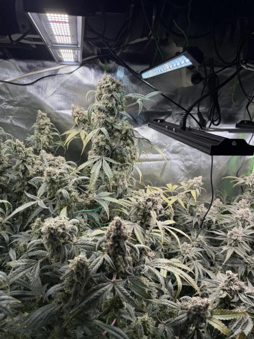 Mixed Everything. Week 15