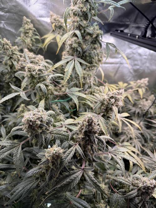 Mixed Everything. Week 15