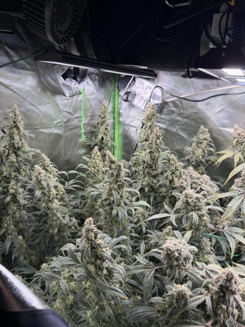 Mixed Everything. Week 15