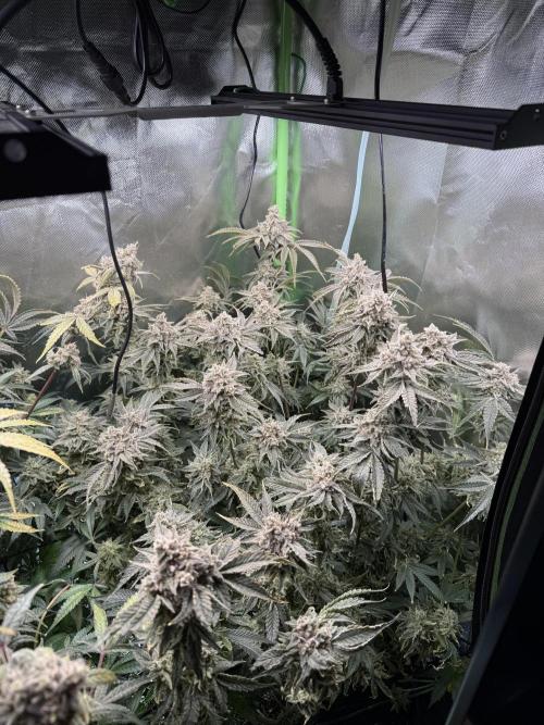 Mixed Everything. Week 16