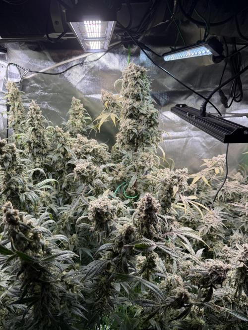 Mixed Everything. Week 16