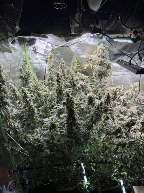 Mixed Everything. Week 16