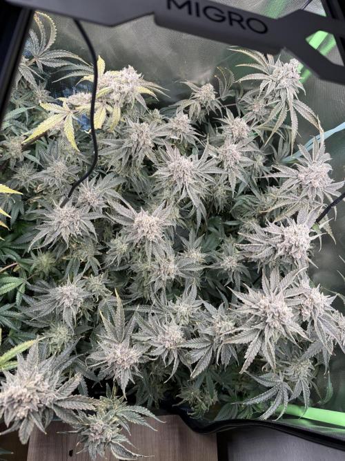 Mixed Everything. Week 16