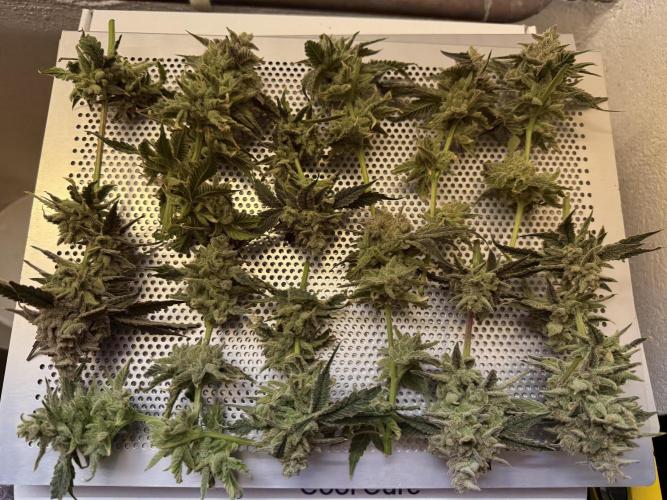 Mixed Everything. Week 16