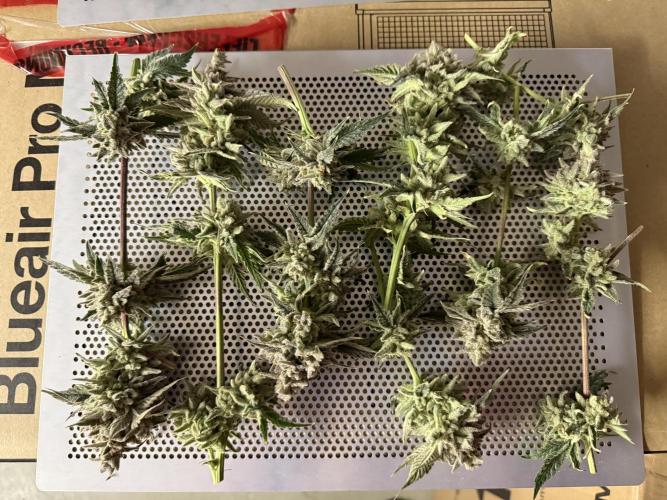 Mixed Everything. Week 16