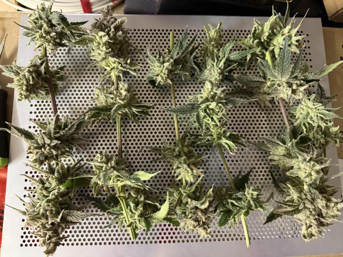 Mixed Everything. Week 16