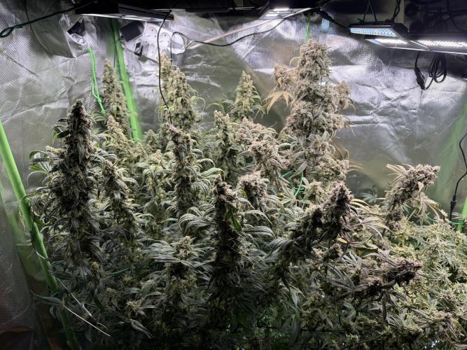 Mixed Everything. Week 17