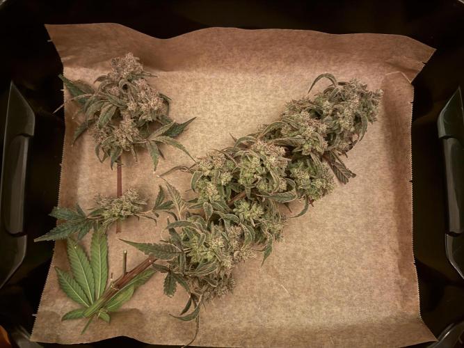 Mixed Everything. Week 17