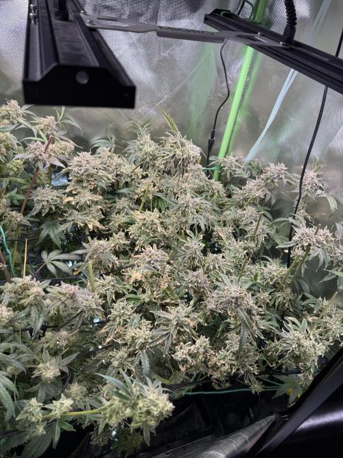 Mixed Everything. Week 17