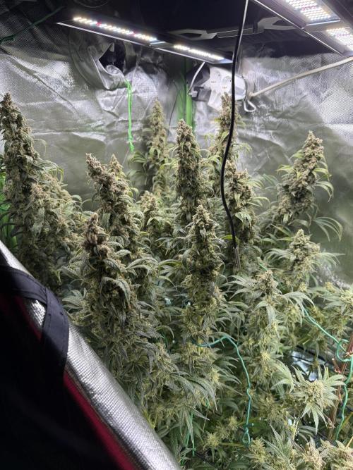 Mixed Everything. Week 17