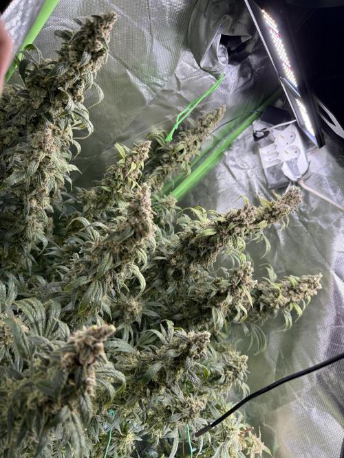 Mixed Everything. Week 17