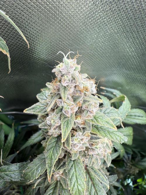 Mixed Everything. Week 17