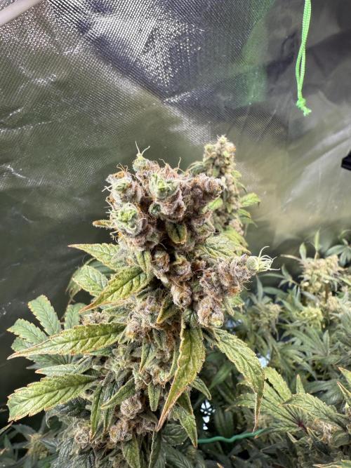 Mixed Everything. Week 17