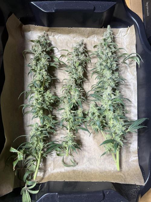 Mixed Everything. Week 18