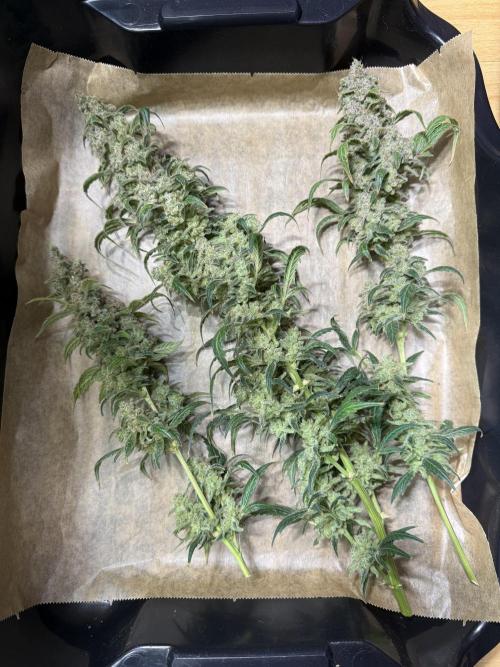 Mixed Everything. Week 18