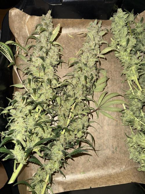 Mixed Everything. Week 18