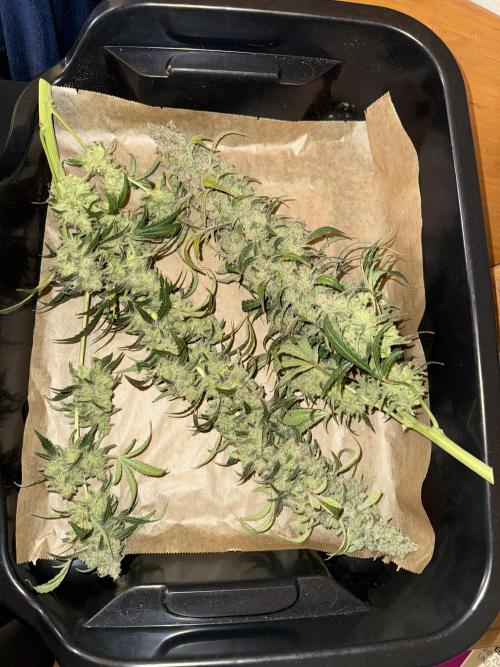 Mixed Everything. Week 18