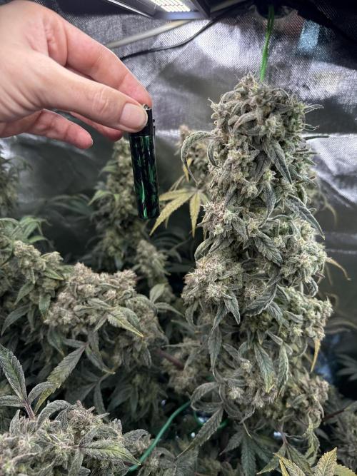 Mixed Everything. Week 18