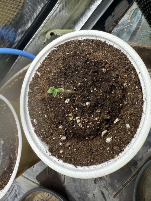 Devil Cream + Blueberry Bliss. Week 0