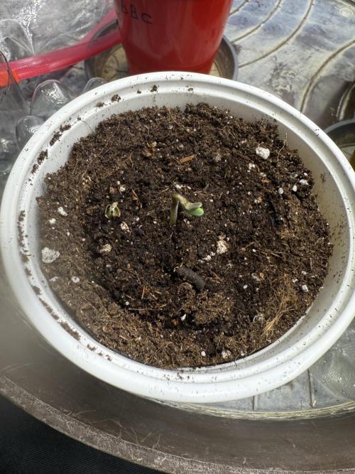 Devil Cream + Blueberry Bliss. Week 0