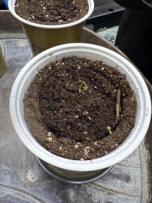 Devil Cream + Blueberry Bliss. Week 0