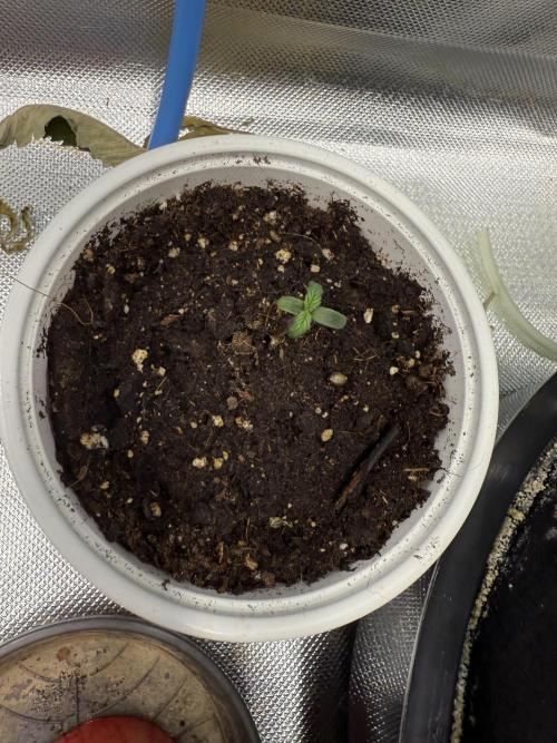 Devil Cream + Blueberry Bliss. Week 0