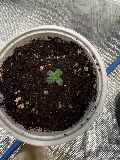 Devil Cream + Blueberry Bliss. Week 0